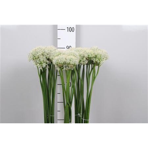 Allium Mount Everest