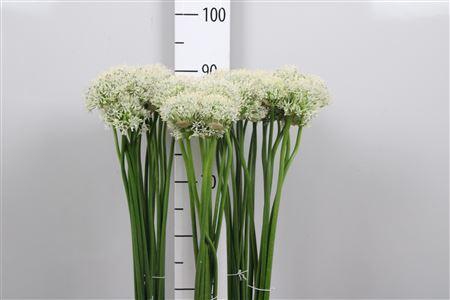 <h4>Allium Mount Everest</h4>