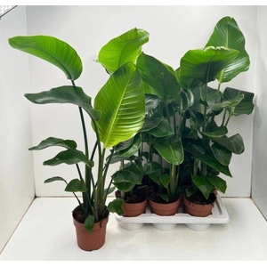 STRELITZIA NICOLAI