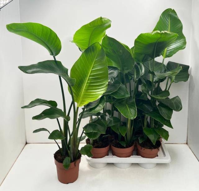 <h4>STRELITZIA NICOLAI</h4>