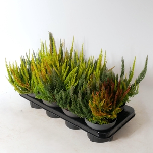 Calluna vulgaris 'Beauty Ladies' Skyline Trio P13