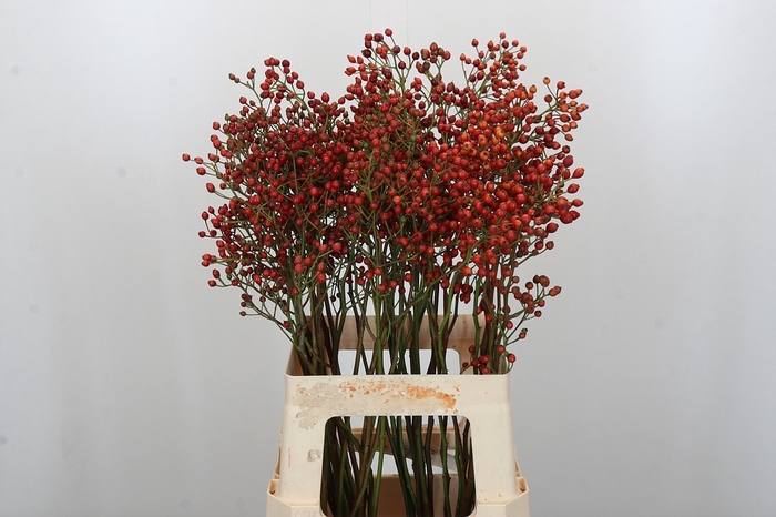 <h4>ROSA OUVERTURE</h4>