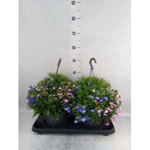 Lobelia erin. 'Compacta Blue'