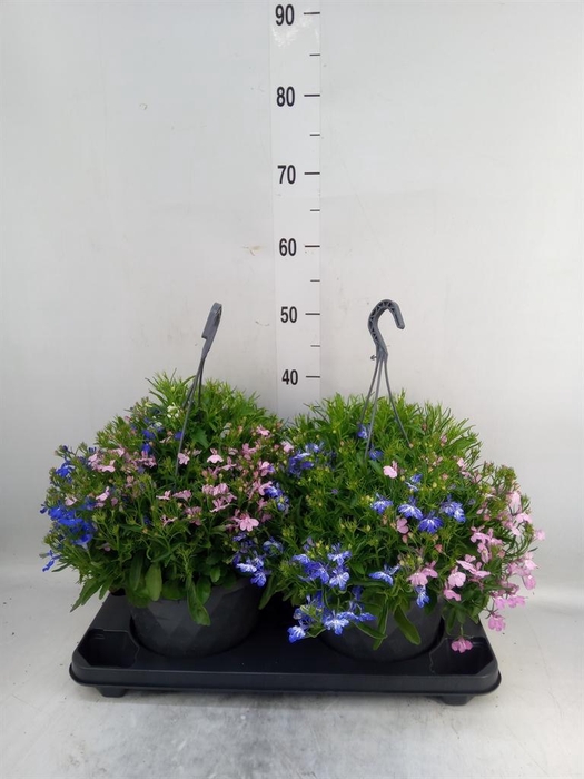 <h4>Lobelia erin. 'Compacta Blue'</h4>