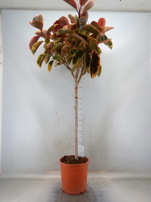 <h4>Ficus ...</h4>
