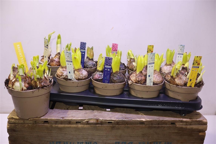 <h4>arr8 Bolbloemen Gem</h4>