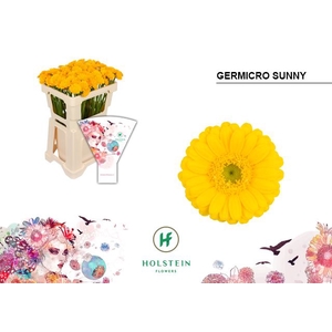Nano Sunny