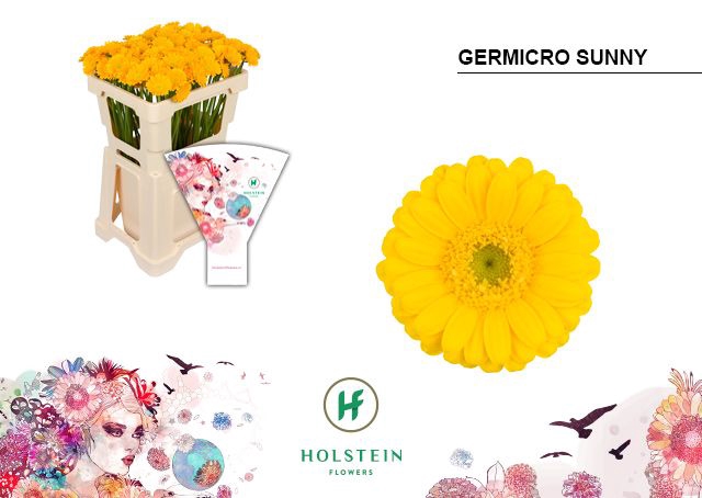 <h4>Nano Sunny</h4>