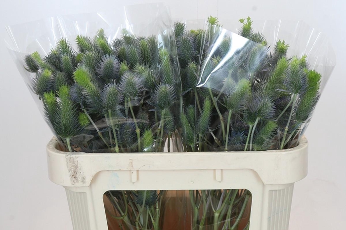 <h4>Eryngium Electric Dynamite</h4>