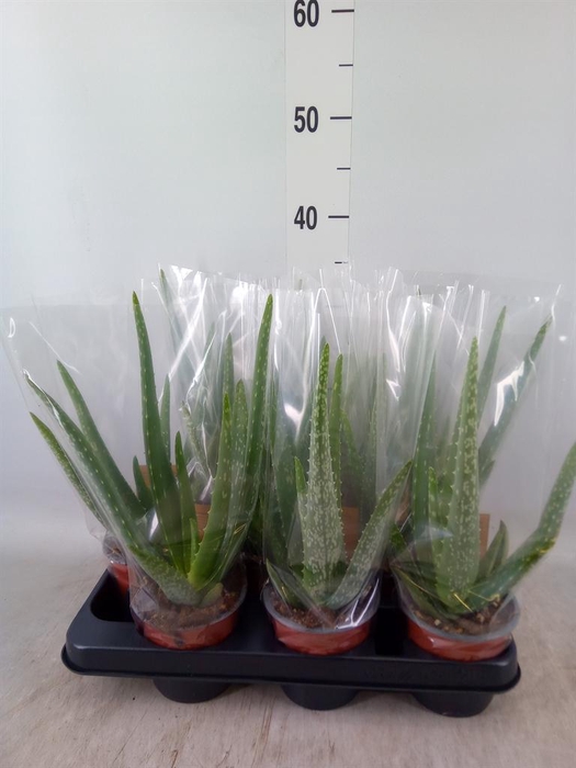 <h4>Aloe vera</h4>