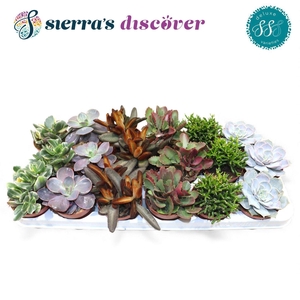 Discover® - Sevilla Succulents Mix (Deluxe)