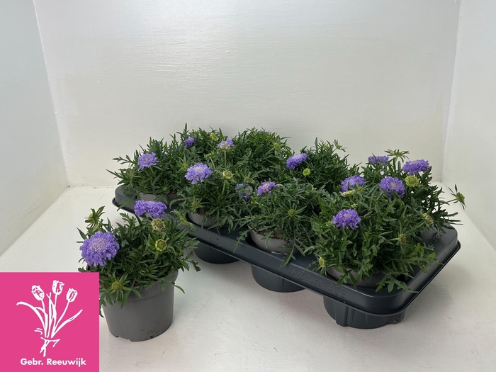 <h4>SCAB JAP RITZ BLUE</h4>