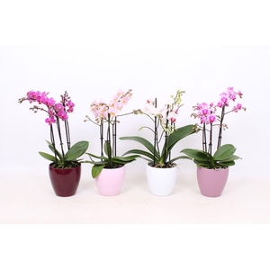 Phal. Multiflora 3-tak mix in keramiek sofia mix