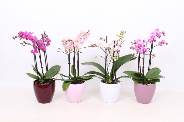 <h4>Phal. Multiflora 3-tak mix in keramiek sofia mix</h4>