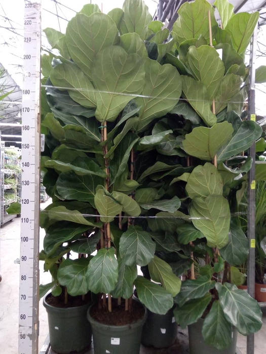 <h4>Ficus lyrata</h4>
