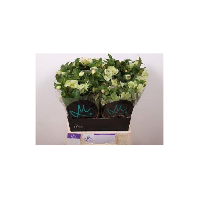 <h4>Hell Mammoth White</h4>