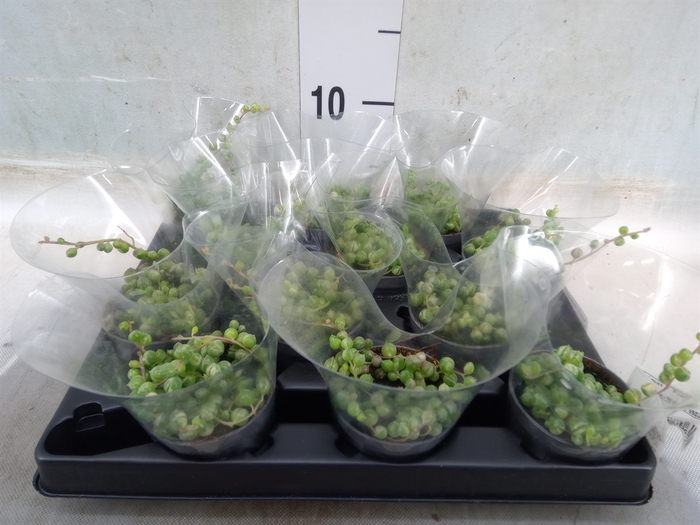 <h4>Senecio rowleyanus</h4>