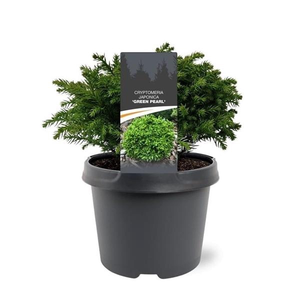<h4>Cryptomeria japonica 'Green Pearl'</h4>