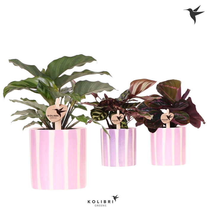 <h4>Kolibri Greens Calathea mix in Painted Stripe pot pink mix</h4>