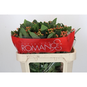 Hypericum Mellow Romance Spray