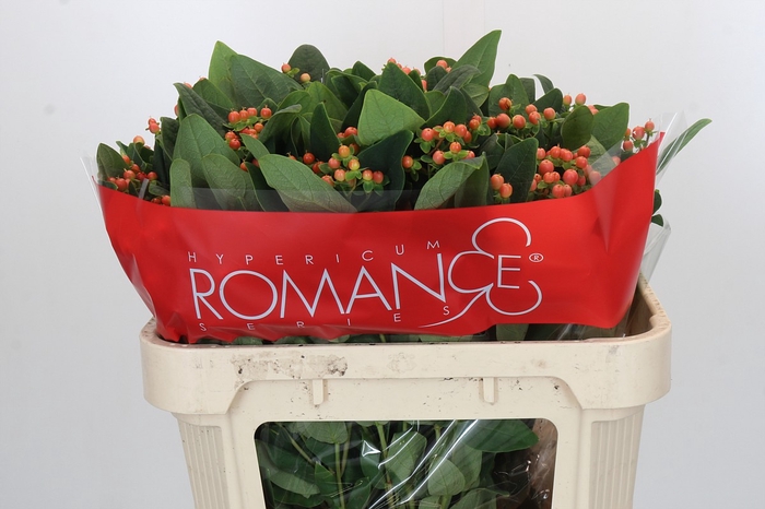 Hypericum Mellow Romance Spray