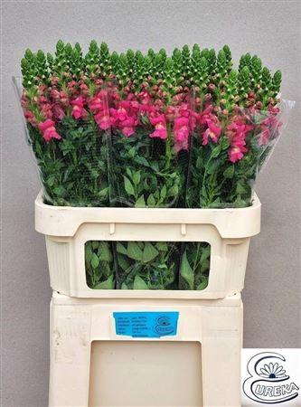 <h4>Antir Avignon Cherry Rose</h4>