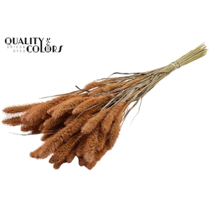 Setaria per bunch Frosted Salmon