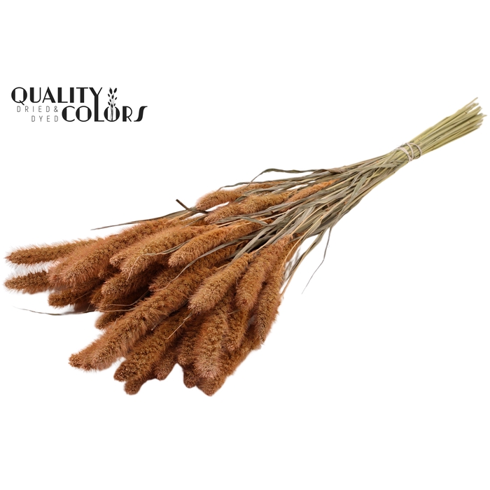 <h4>Setaria per bunch Frosted Salmon</h4>