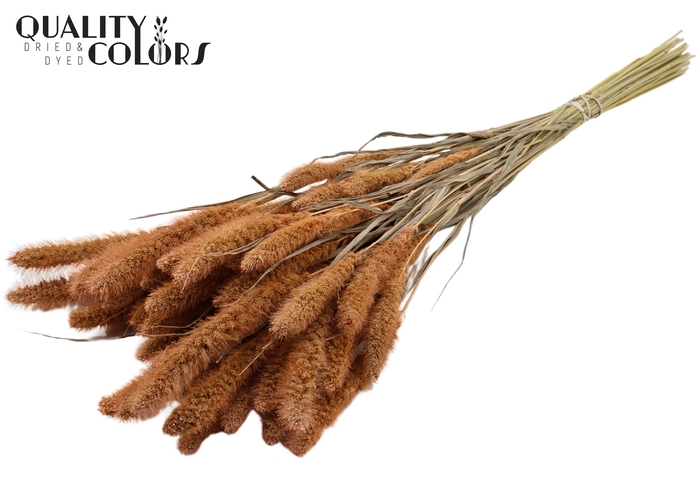 Setaria per bunch Frosted Salmon