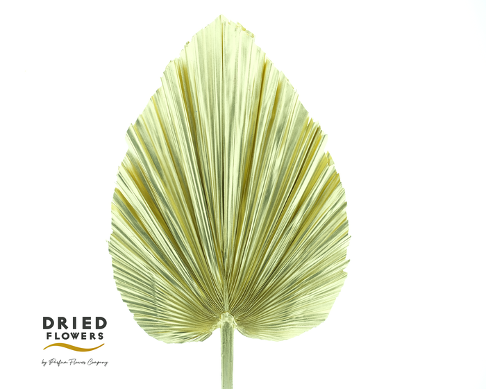 Dried Bleached Palmetto XL Gold