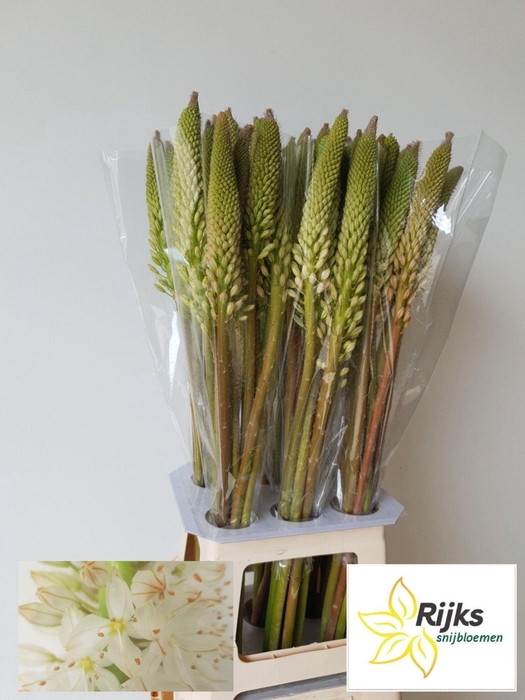 <h4>EREMURUS HIMALAICUS</h4>