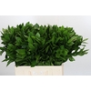 Ruscus Israel