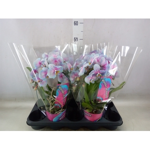 Phalaenopsis   ...