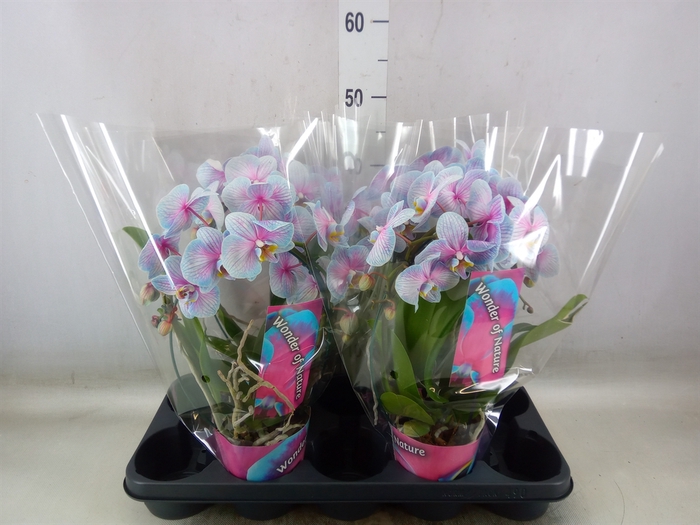 <h4>Phalaenopsis   ...</h4>