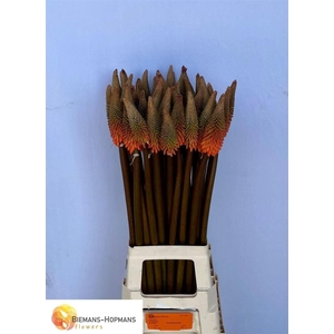 Kniphofia Alcazar