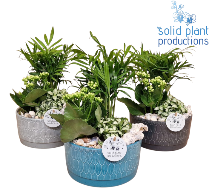 <h4>NV005 Sarah Navy Chamaedorea</h4>
