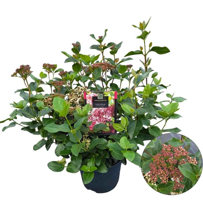 <h4>Viburnum tinus 'Lisa Rose' C5</h4>