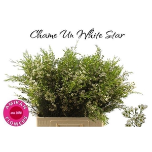 Chame Un White Star
