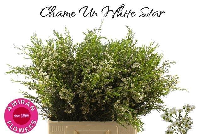 <h4>Chame Un White Star</h4>