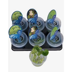 DRIJFPLANTEN GEM