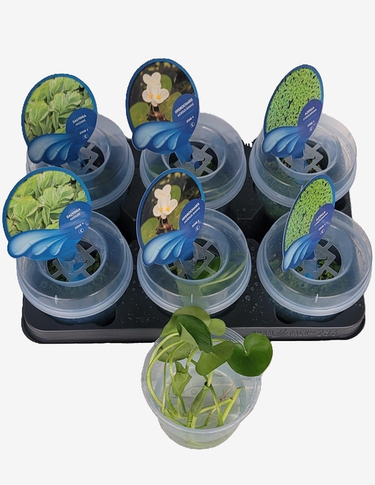 <h4>DRIJFPLANTEN GEM</h4>