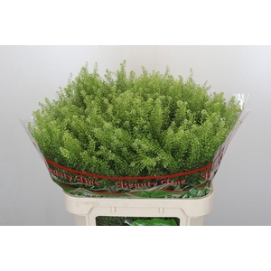 Lepidium Green Dragon