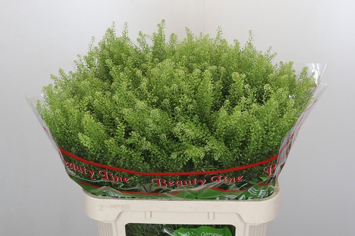 <h4>Lepidium Green Dragon</h4>