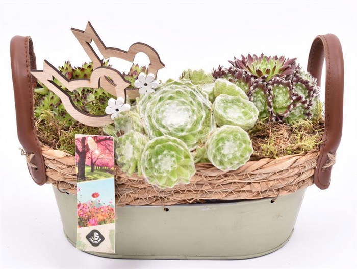 <h4>Zink ovaal groen met jute 23x14cm</h4>