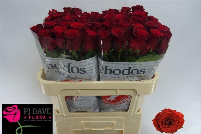 <h4>R Gr Rhodos</h4>