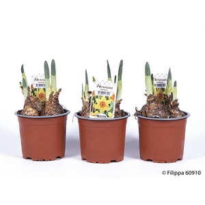 NARCISSUS INCOMPARABILIS