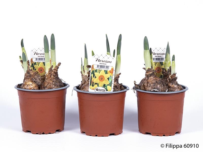 <h4>NARCISSUS INCOMPARABILIS</h4>