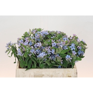 Oxypetalum Tweedia Blue