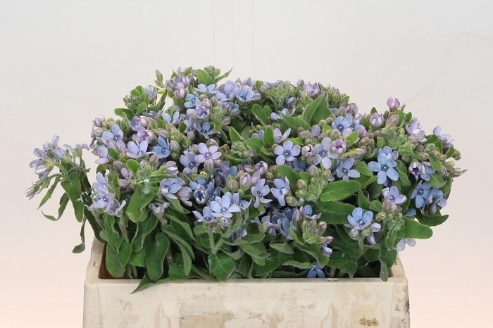 Oxypetalum Tweedia Blue