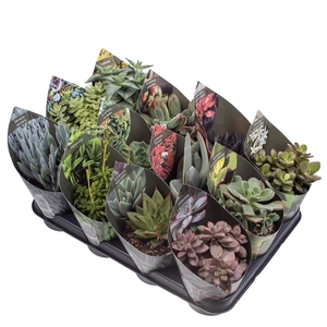 MIX SUCCULENTS POT Ø 10,5 WITH POTCOVER - TRAY 12 PCS (SUCCULENTEN)